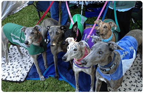 GPA Indy Greyhound Adoption