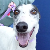 Greyhound Pets of America - Indianapolis