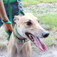 greyhound-adoption-process